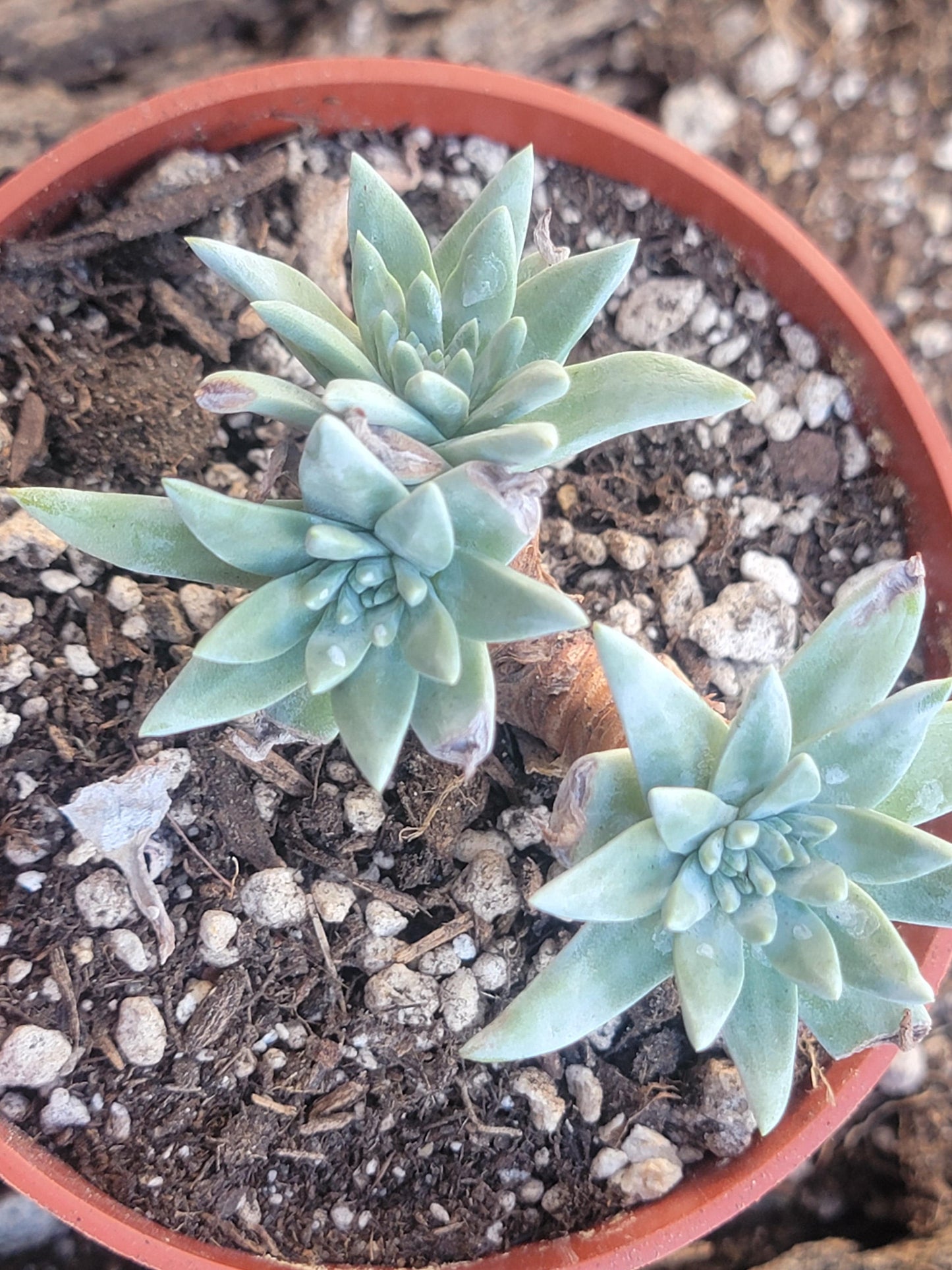 Amas de Dudleya Gnoma 'White Sprite'