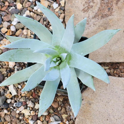 Dudleya 'Pulverulenta' - 4 Inch Assorted - Succulent - DesertScapeSucculent