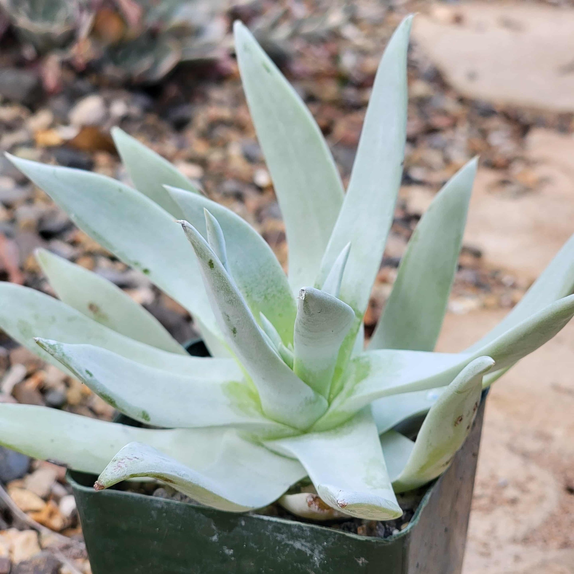 dudleyas succulents Dudleya 'Pulverulenta'