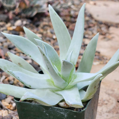 Dudleya 'Pulverulenta' - 4 Inch Assorted - Succulent - DesertScapeSucculent