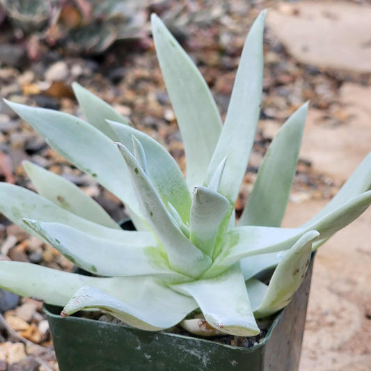 Dudleya 'Pulverulenta' - 4 Inch Assorted - Succulent - DesertScapeSucculent