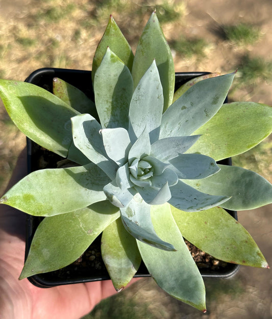 Dudleya 'Pulverulenta'