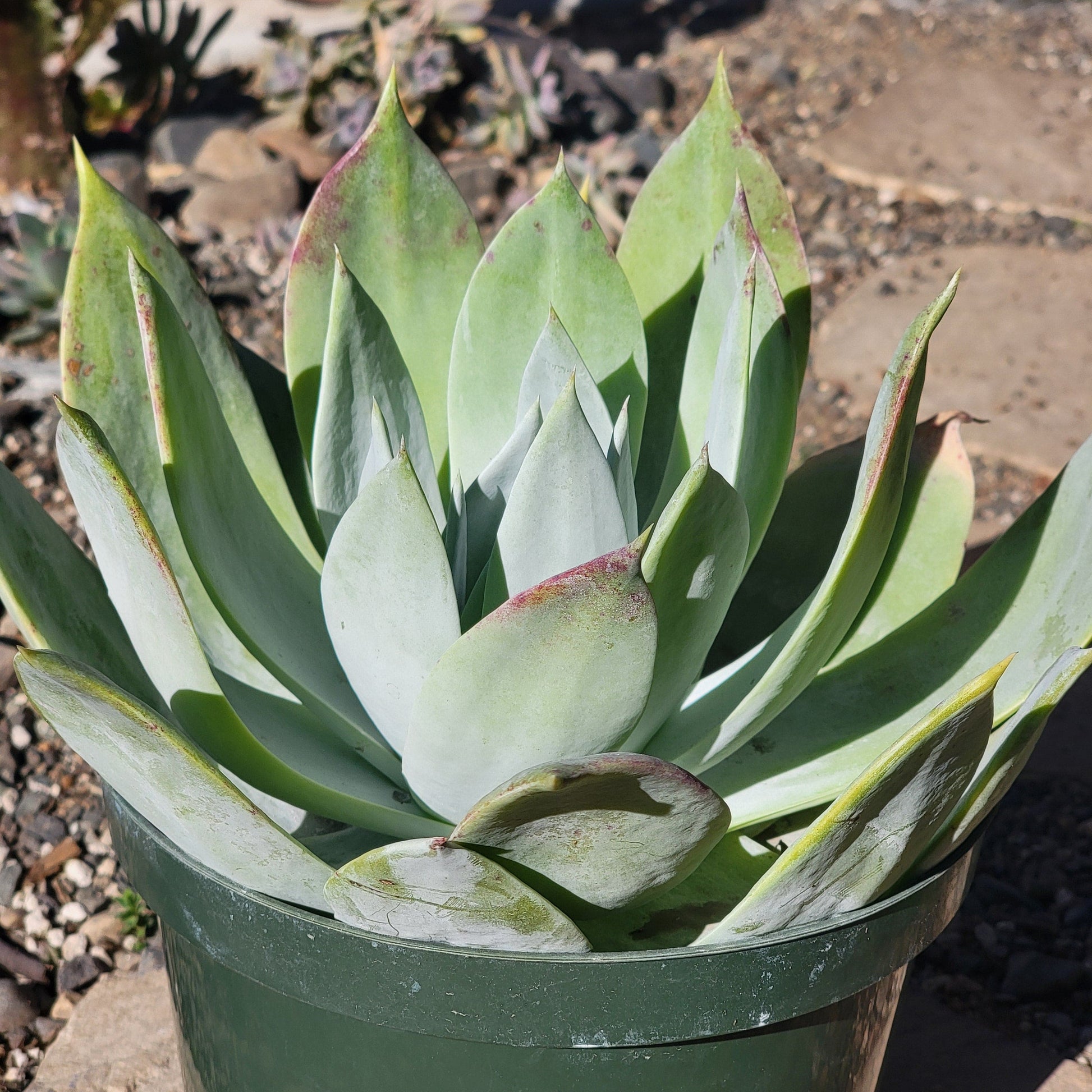 DesertScapeSucculent Succulent 8" Assorted Dudleya 'Pulverulenta'