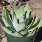 Dudleya 'Pulverulenta' - 8 Inch Assorted - Succulent - DesertScapeSucculent