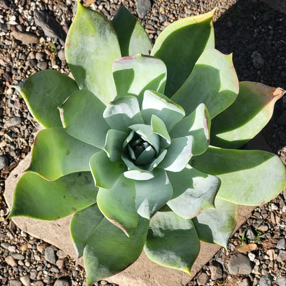 DesertScapeSucculent Succulent 8" Assorted Dudleya 'Pulverulenta'