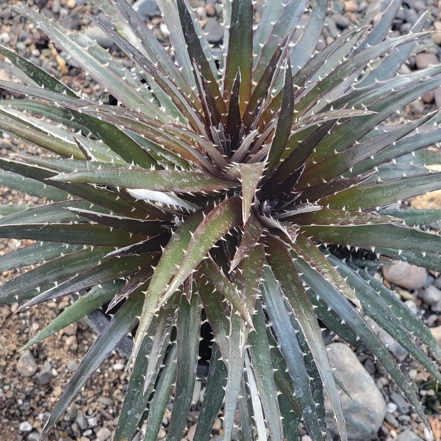 DesertScapeSucculent Succulent 6"/1 gal Assorted Dyckia 'Burgundy Ice'