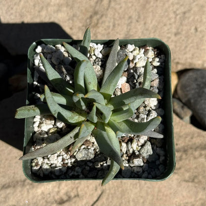 DesertScapeSucculent Succulent 4 Inch Ebracteola wilmaniae