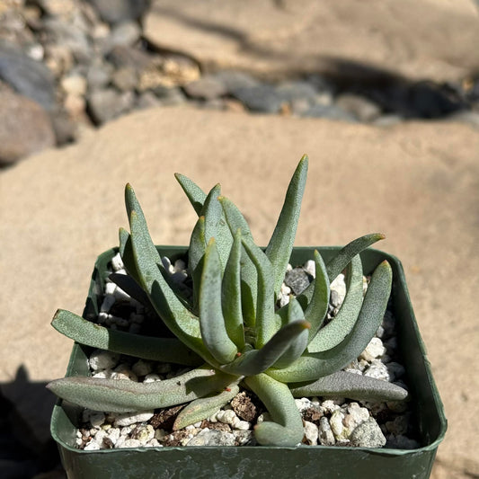 DesertScapeSucculent Succulent 4 Inch Ebracteola wilmaniae