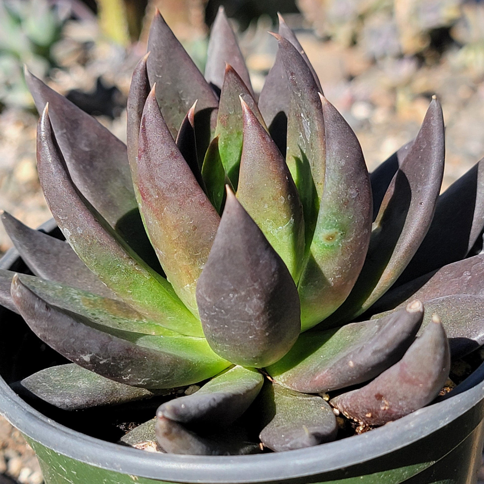 DesertScapeSucculent Succulent 4" Assorted Echeveria affinis 'Black Knight'