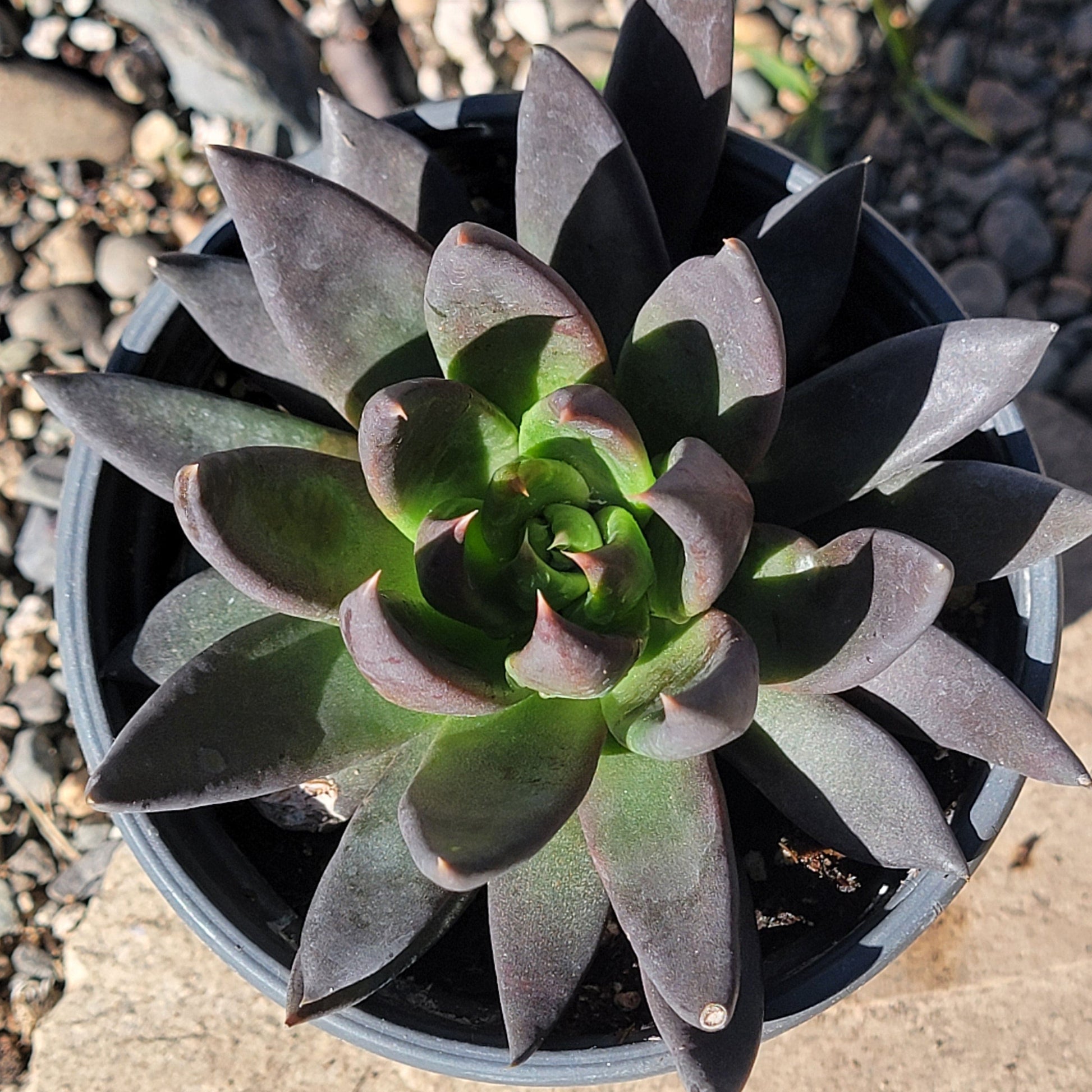 echeveria black knight succulent Echeveria affinis 'Black Knight'