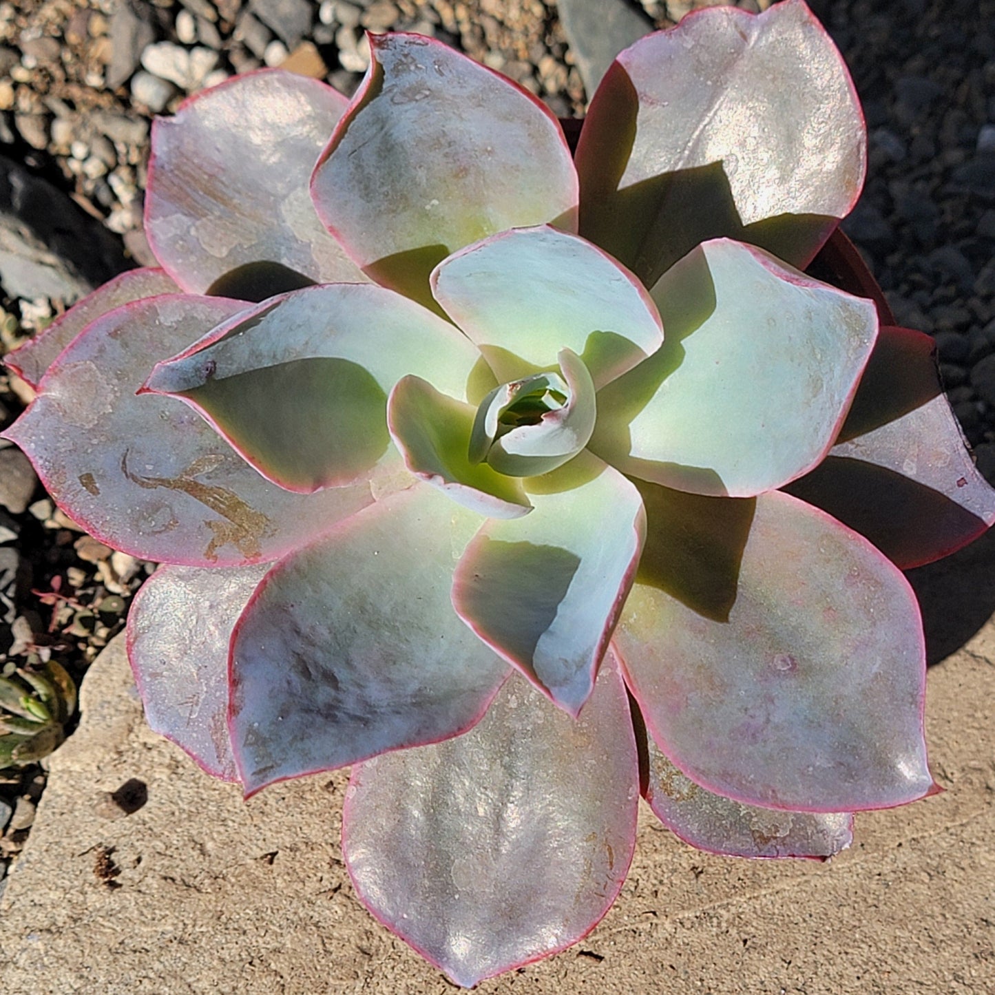 DesertScapeSucculent Succulent Echeveria 'AfterGlow'