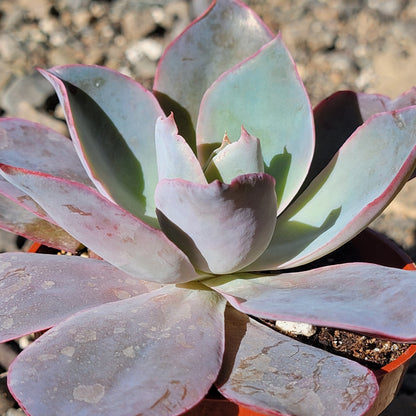 DesertScapeSucculent Succulent 4" Assorted Echeveria 'AfterGlow'