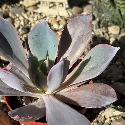 echeveria afterglow succulent plant Echeveria 'AfterGlow' – DesertScapeSucculent