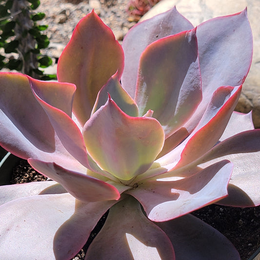 Echeveria 'AfterGlow'