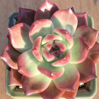 Echeveria agavoides 'Armstrong'