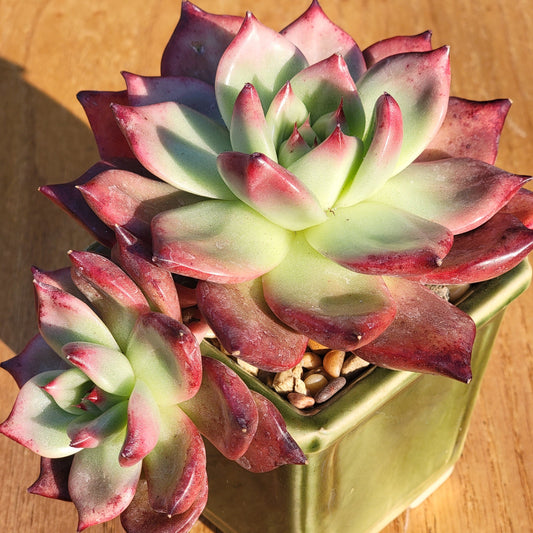 Echeveria agavoides 'Armstrong'