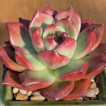 Echeveria agavoides 'Armstrong'