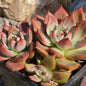 Echeveria agavoides 'Armstrong' - 6 Inch Double Assorted - Succulent - DesertScapeSucculent