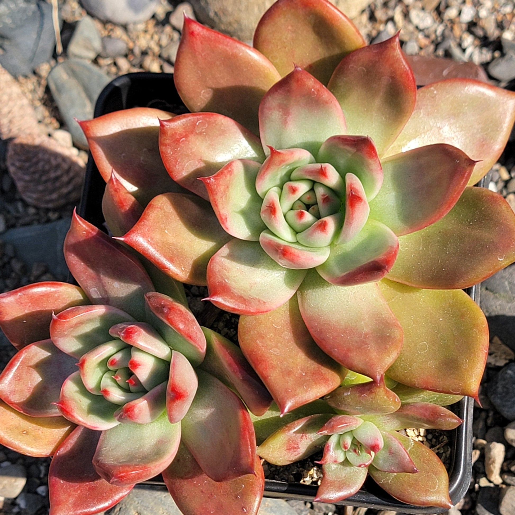 echeveria agavoides succulent Echeveria agavoides 'Armstrong' – DesertScapeSucculent