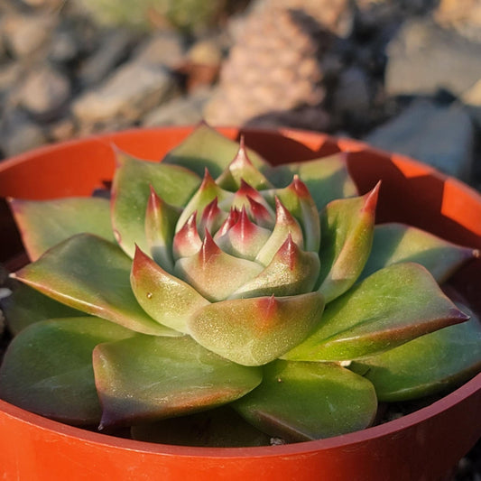 DesertScapeSucculent Succulent 4" Assorted Echeveria Agavoides 'Blue Dragon' sp.