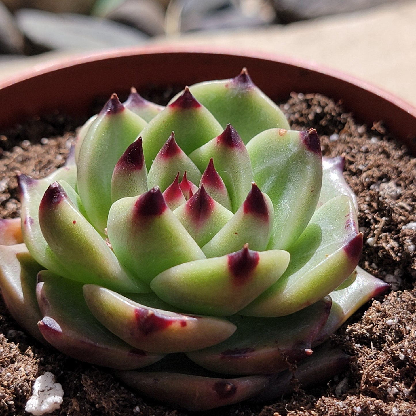 Echeveria Agavoides 'Blue Dragon' sp.