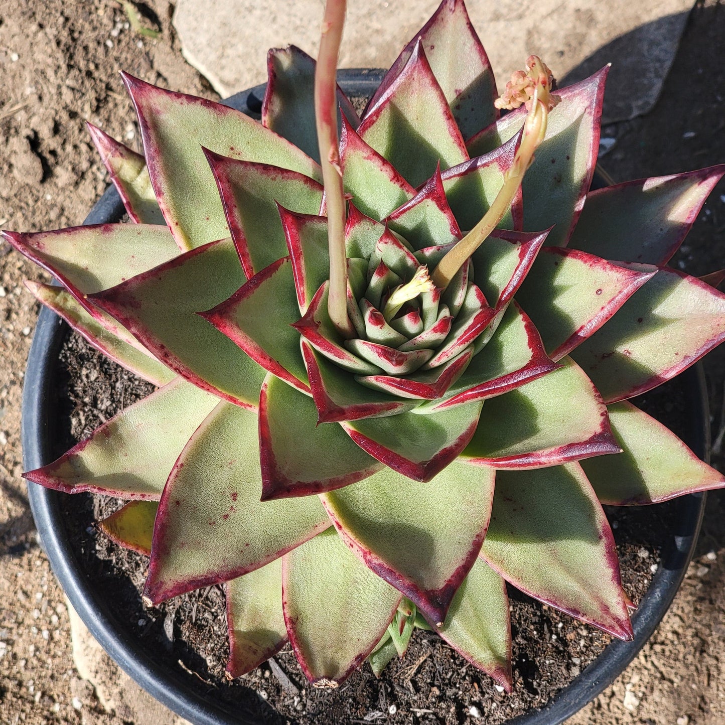 Echeveria agavoides 'Ebony'