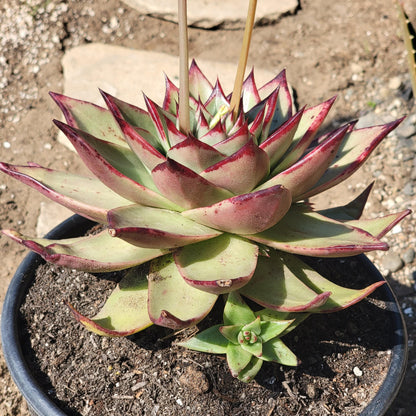 Echeveria agavoides 'Ebony'