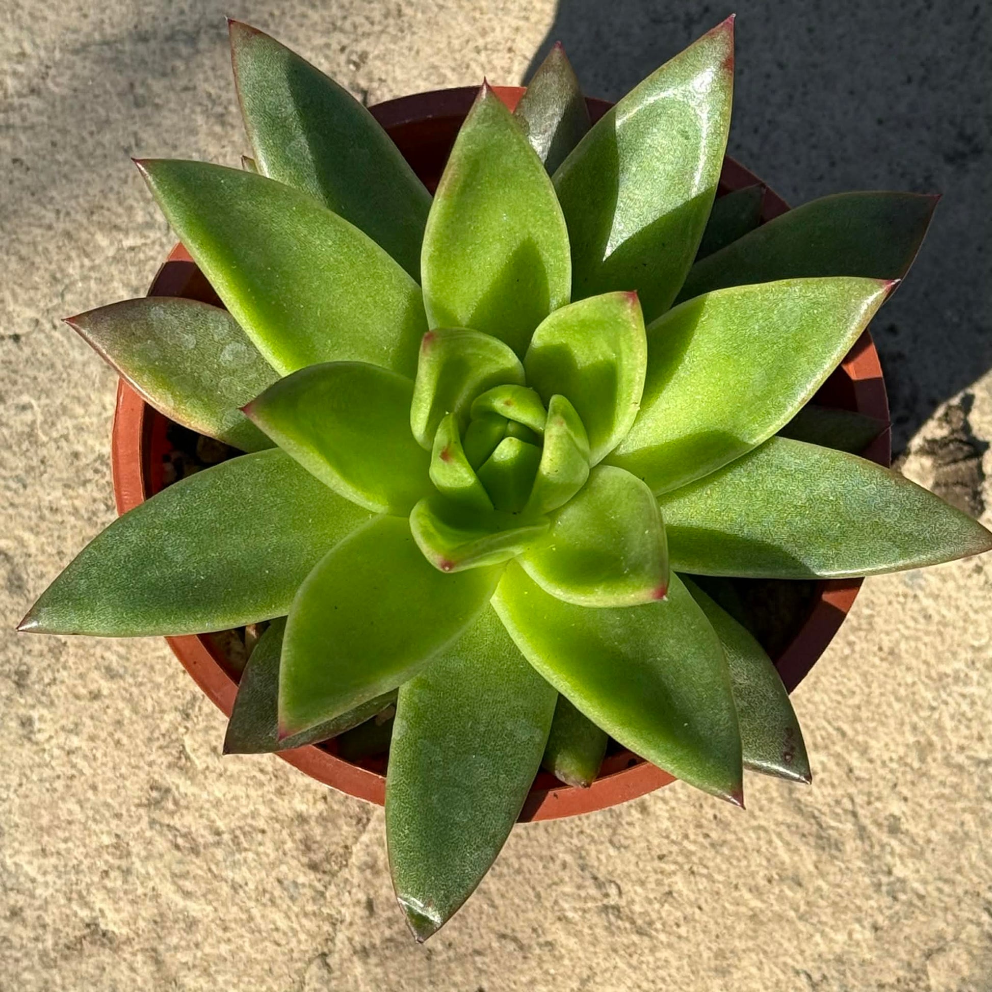 DesertScapeSucculent Succulent 4 Inch Assorted Echeveria Agavoides 'gilva'