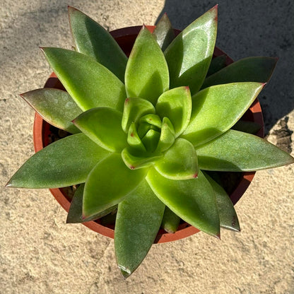 DesertScapeSucculent Succulent 4 Inch Assorted Echeveria Agavoides 'gilva'