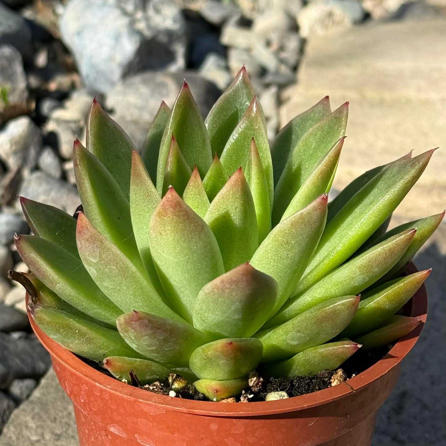 DesertScapeSucculent Succulent 4 Inch Assorted Echeveria Agavoides 'gilva'