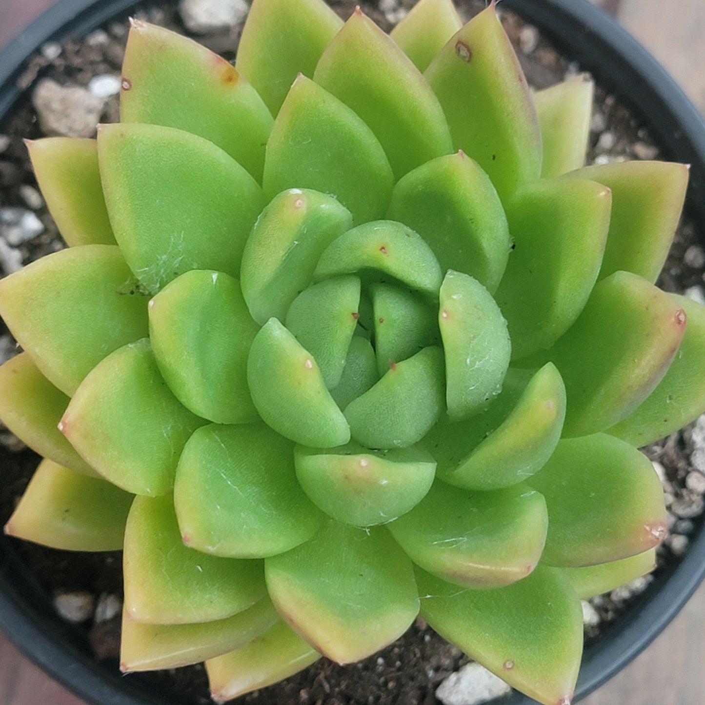 Echeveria Agavoides 'Golden Maria'