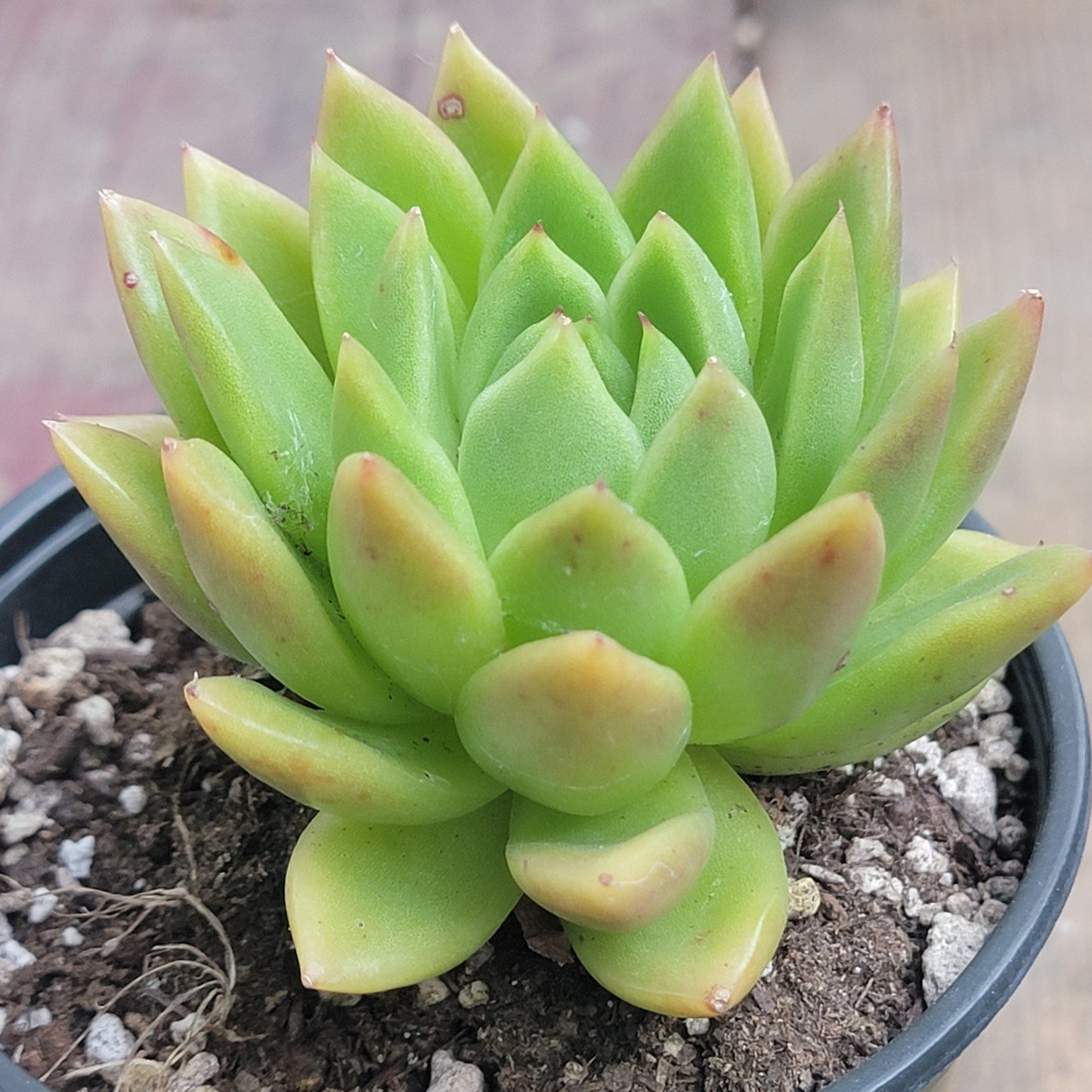 Echeveria Agavoides 'Golden Maria'