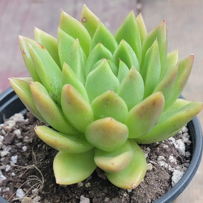 Echeveria Agavoides 'Golden Maria'