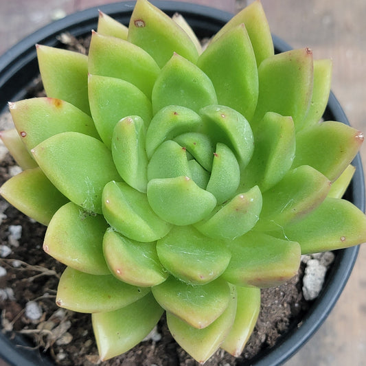 Echeveria Agavoides 'Golden Maria'