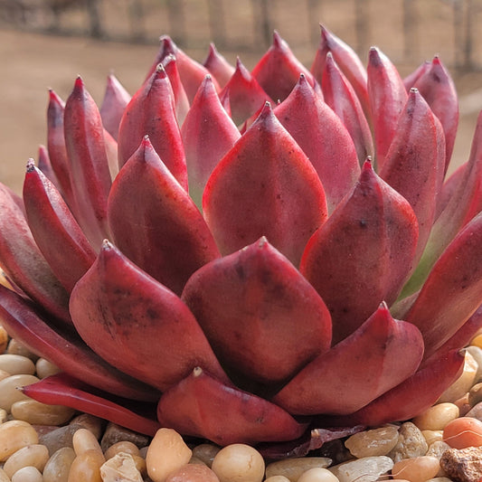 Echeveria Agavoides 'Haile'