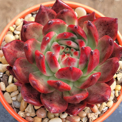 Echeveria Agavoides 'Haile'