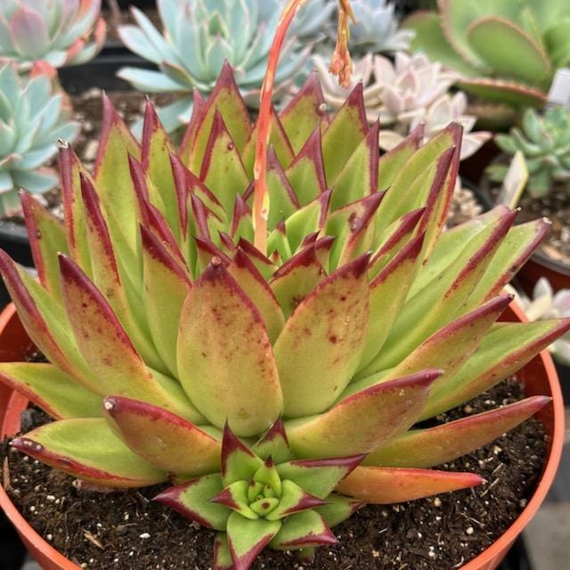 Echeveria Agavoides 'Maria' 'Lipstick'