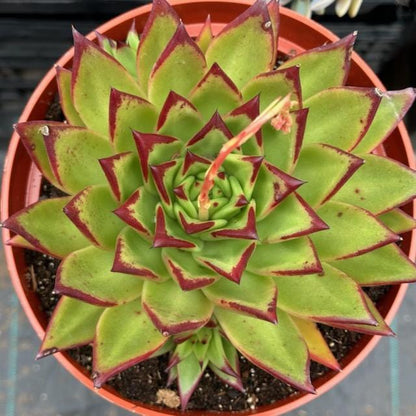 Echeveria Agavoides 'Maria' 'Lipstick'