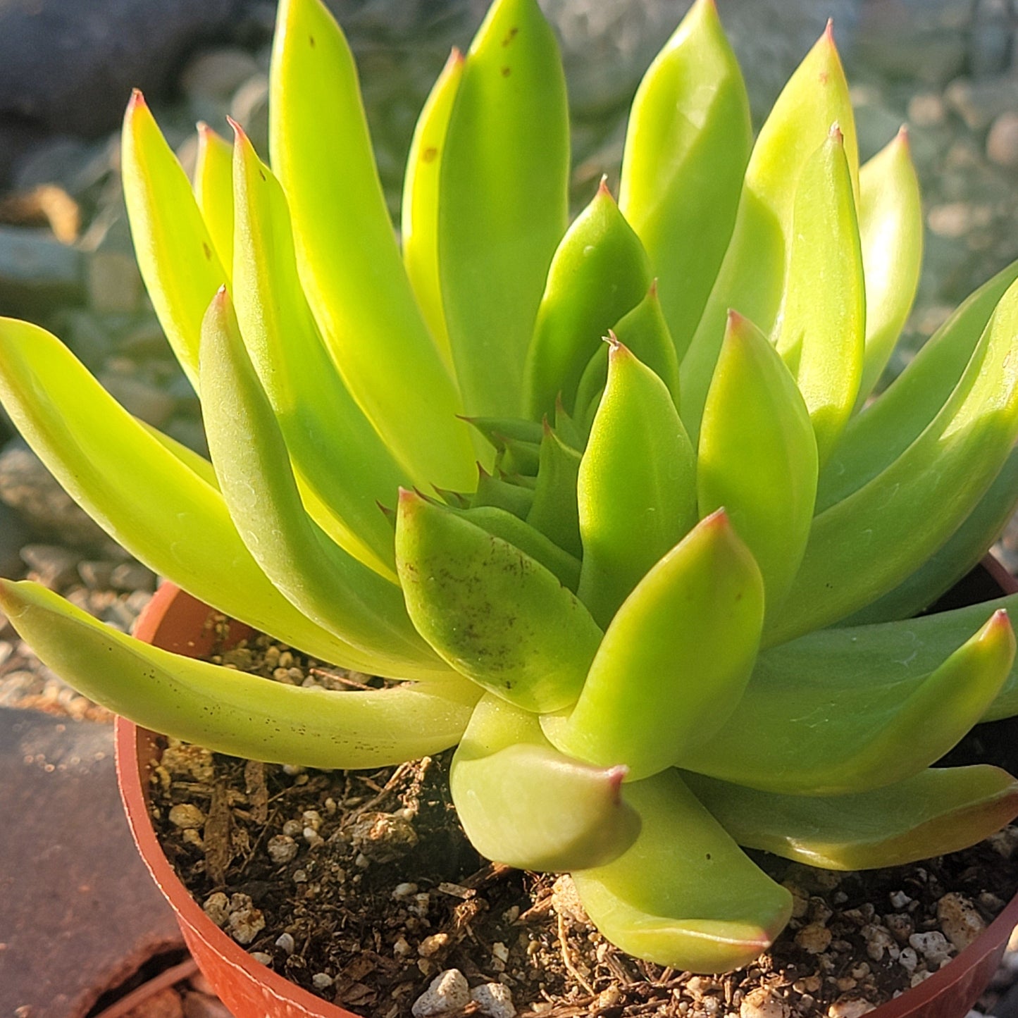 Echeveria Agavoides 'Maria' 'Lipstick'