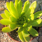 Echeveria Agavoides 'Maria' 'Lipstick' - 4 Inch Assorted - Succulent - DesertScapeSucculent