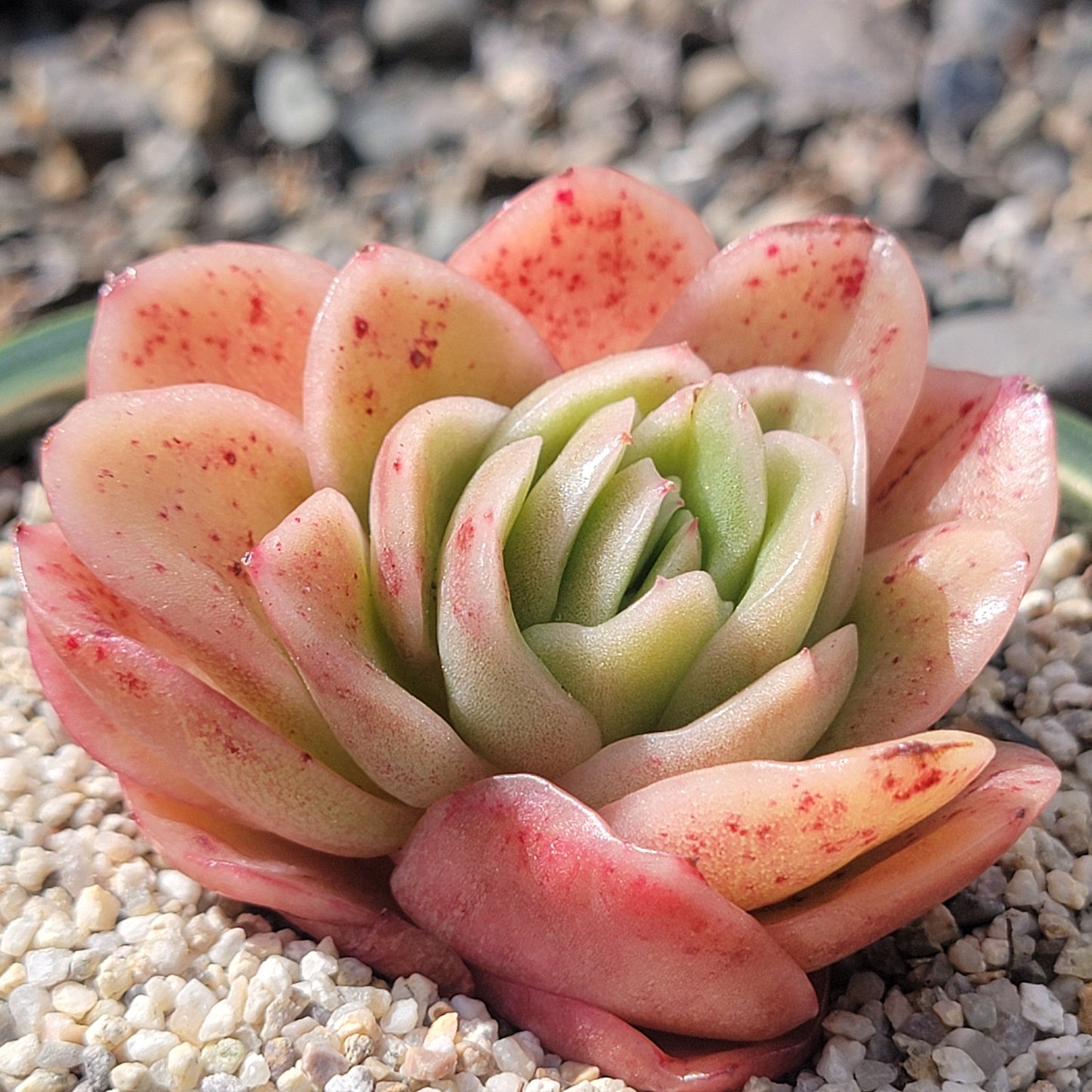 Echeveria agavoides 'Rasaga' Variegated