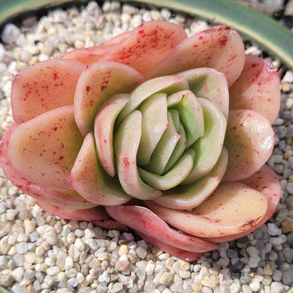 Echeveria agavoides 'Rasaga' Variegated