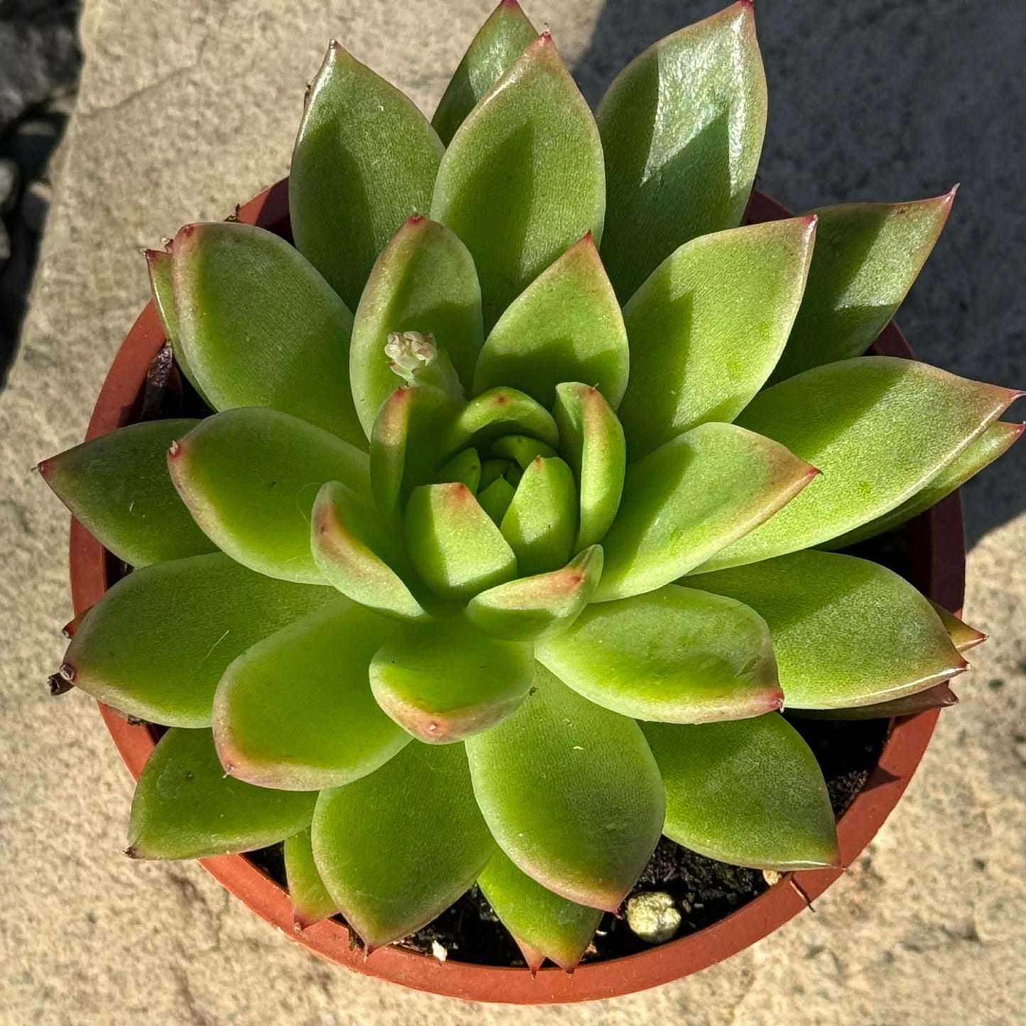 DesertScapeSucculent Succulent 4 Inch Assorted Echeveria Agavoides 'Red Tip'
