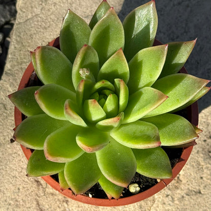 DesertScapeSucculent Succulent 4 Inch Assorted Echeveria Agavoides 'Red Tip'