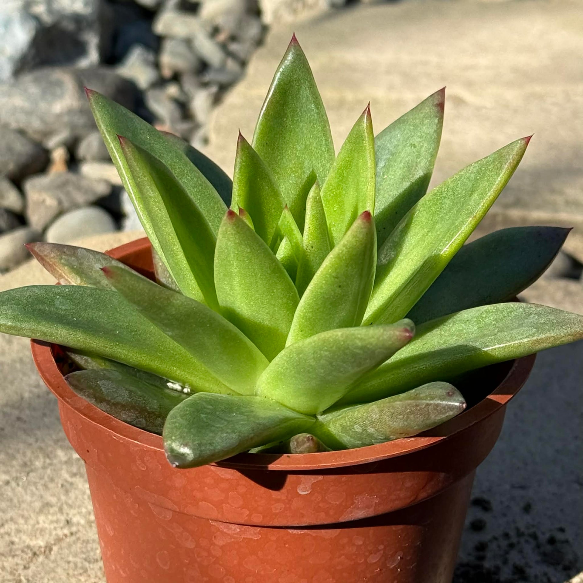 Echeveria Agavoides 'Red Tip' – DesertScapeSucculent
