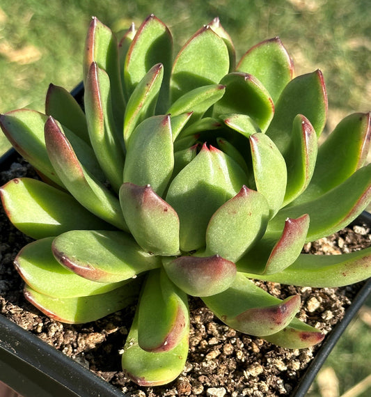 Echeveria Agavoïdes 'Pointe Rouge'