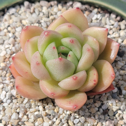 Echeveria agavoides 'Rosina'