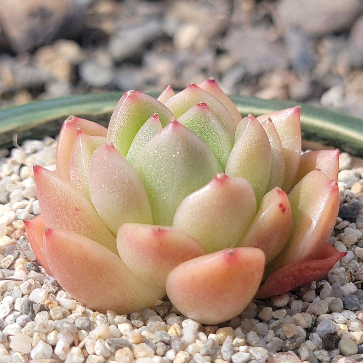 Echeveria agavoides 'Rosina'