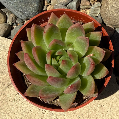 DesertScapeSucculent Succulent Echeveria agavoides 'Super Red'