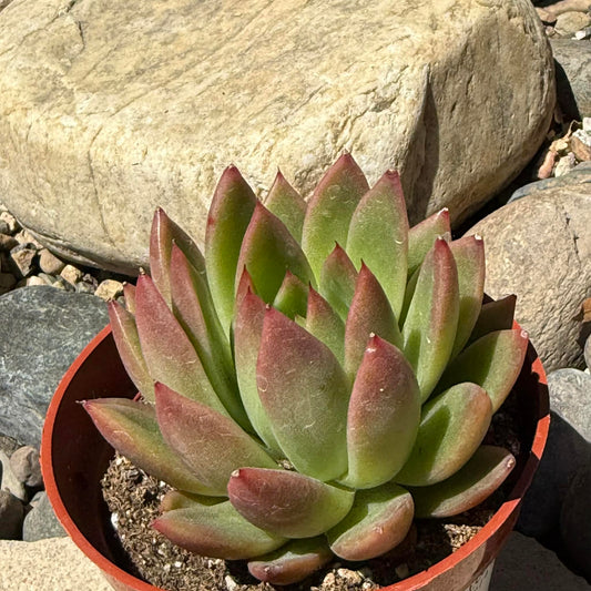 DesertScapeSucculent Succulent 4 Inch Echeveria agavoides 'Super Red'
